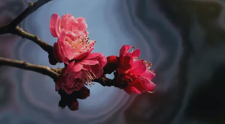 红梅树好养吗