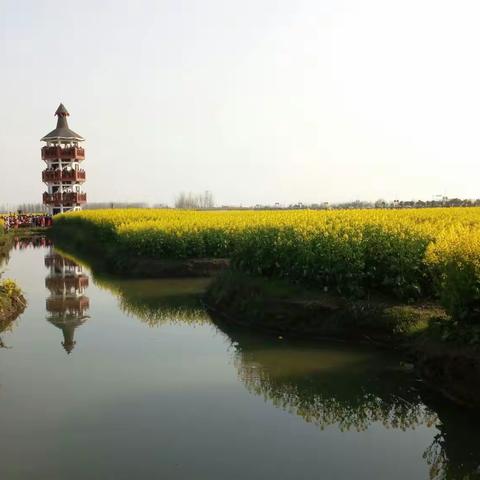 烟花三月下扬州，看兴化油菜花海