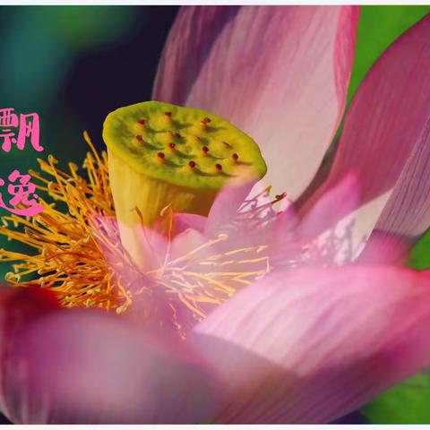 署热炎炎 小暑荷韵