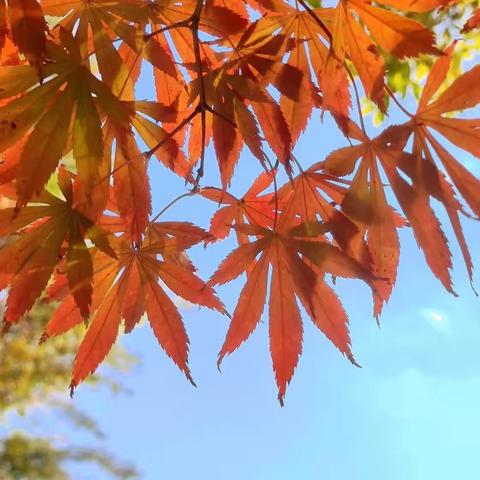 记录深秋梦幻的五彩斑斓景色