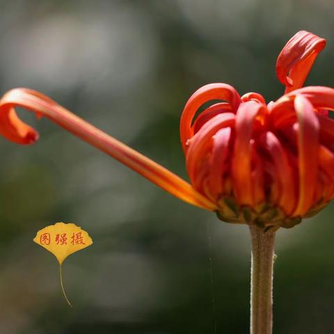 菊香兰园  相约甬植