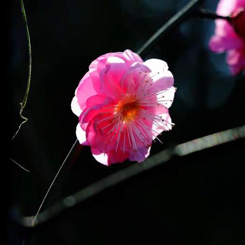 寒梅盛开的季节