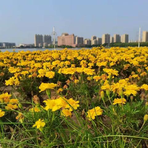 “长风破浪会有时，直挂云帆济沧海。”——欢喜庄乡八户小学暑假“双减”工作案例