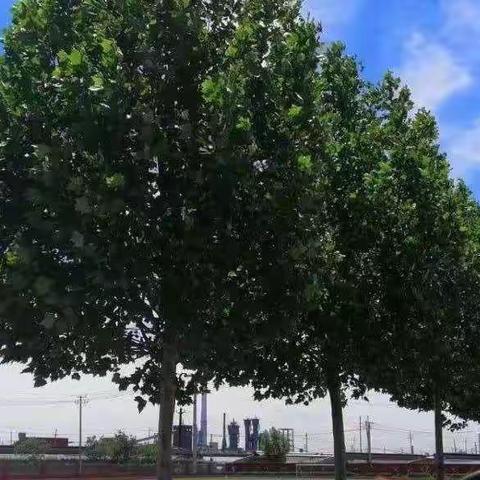 【“双减”进行时】春暖花开如期至，教研活动正当时——大北小学教研活动剪影