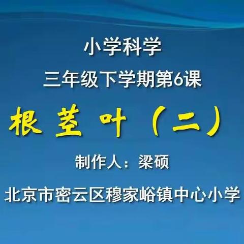 三年级科学下册第八周在线学习《根茎叶（二）》、《根茎叶（三）》