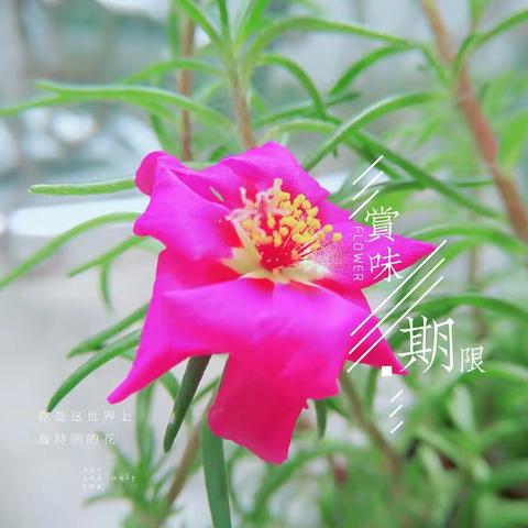 美丽的太阳花