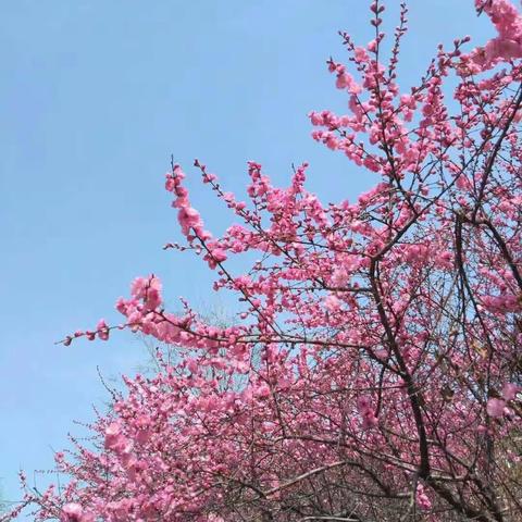 春暖花开时节，校园歌唱大赛！