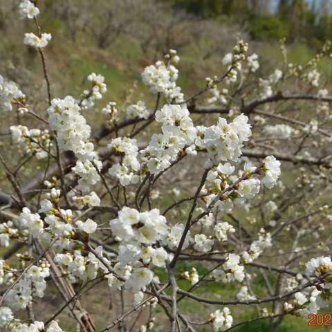 2022年3月6日米户村看樱花