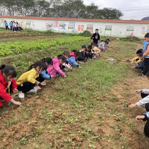 小小菜园，伴我成长——昌平乡中心小学222班学农基地