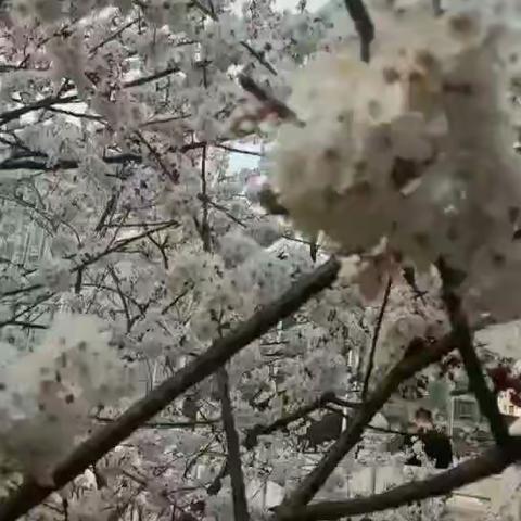 你们是春天里最美的花