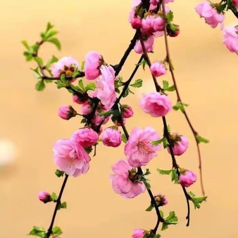 小小舞台展风采，故事大赛等你来——临沂九小北校区一年级举行首届“讲故事，促成长”班级故事大赛