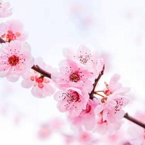 桃花三月