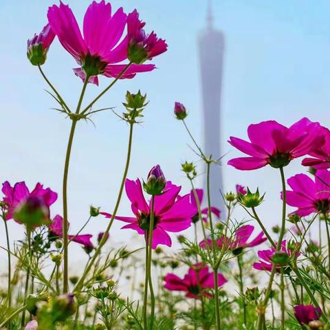 吕梁市2020年中央彩票公益金资助乡村教师培训项目—中阳县研修活动简报                府南学校 第二期