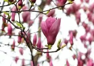 三月，  你好！