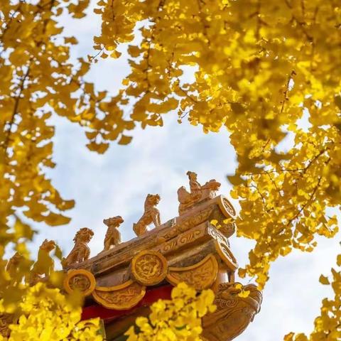 拾秋记，大丢丢与小丢丢