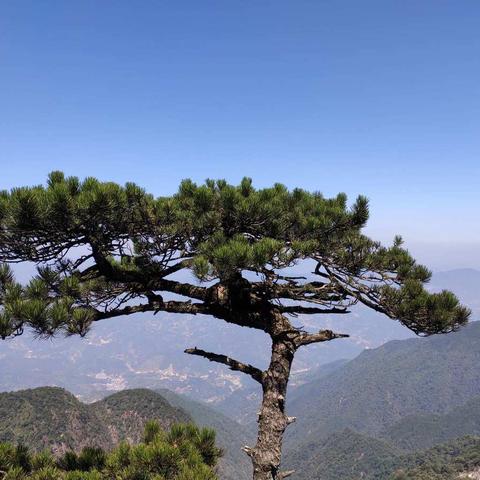 上犹县五指峰生态林场