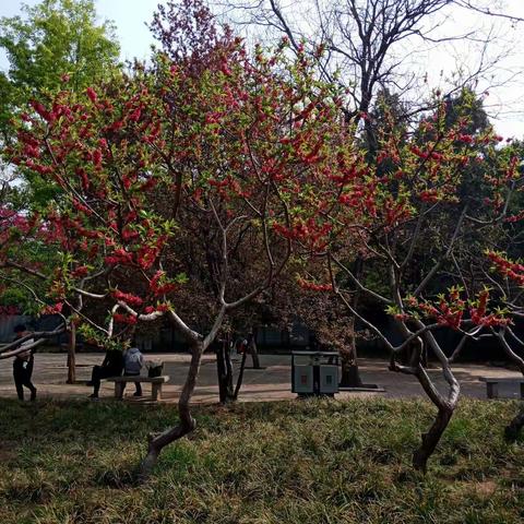 崔炉小学清明节放假通知及温馨提示！