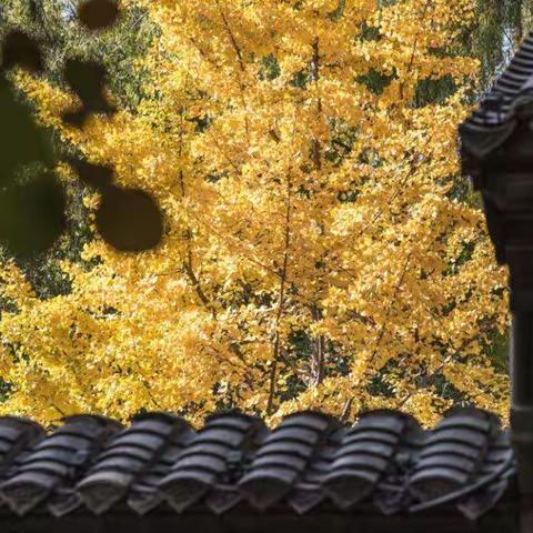 明湖的冬天