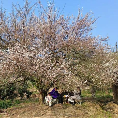 永泰赏梅，登高神游，悠哉游哉。