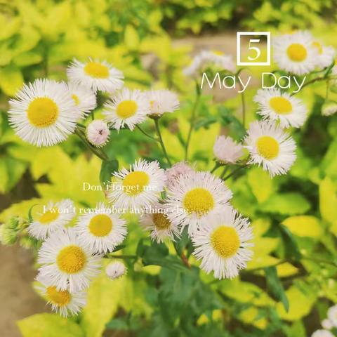 但愿所到之处皆为鲜花盛开