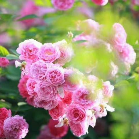 西工区红山实小五月份实体化过关及教学研讨