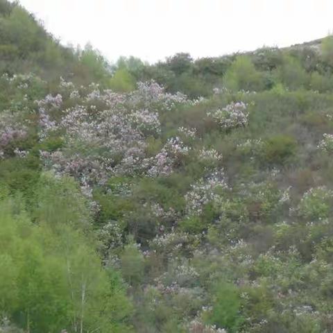 二度火石寨