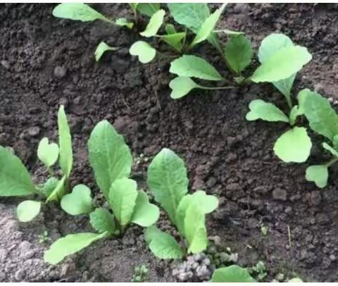 《神奇的萝卜》