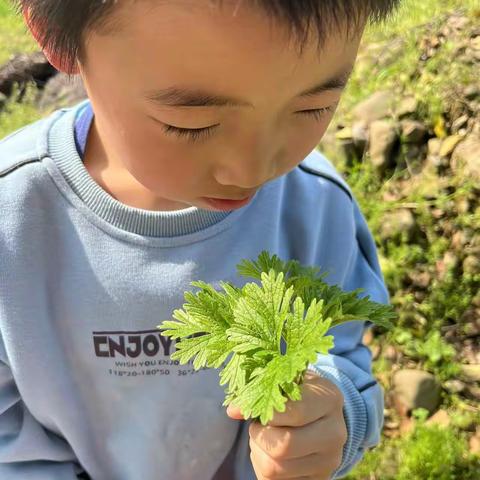 寻找春天的味道----制作清明果