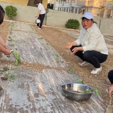 种植添新绿 协力美校园          ——十里塬中心小学蔬菜基地实践活动