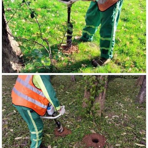 北环大道攀爬勒杜鹃养护工作