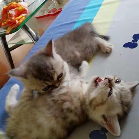 加菲猫（包包）育儿纪念日2019/4/20日