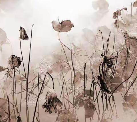 贺铸：荷之叹——不媚春风，却误秋风