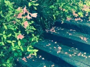 禅语体悟：桃花悟道