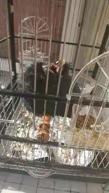 普通又不普通的你曾经来过！                       ——纪念我心爱的小黑