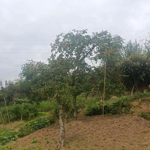 丰收的果实——实小四8班陈昭阳的劳动日记