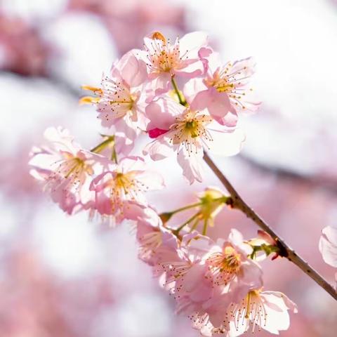 带着好心情找春天啦