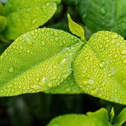 雨水至，万物生