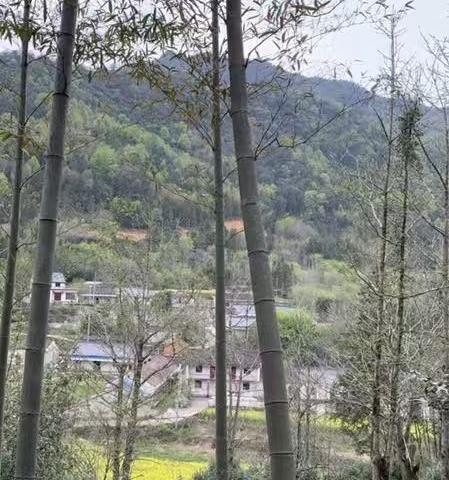 我心中永远的根——茂林濂长村