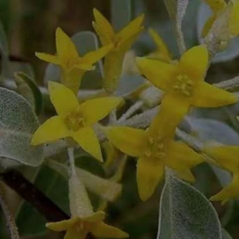 沙枣花开的时节