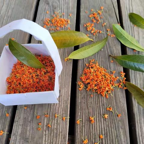 秋天的味道～苗苗幼儿园里桂花香