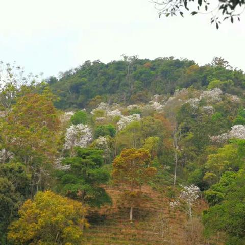古六大茶山之一～亚诺.龙帕～我和春茶有个约会～