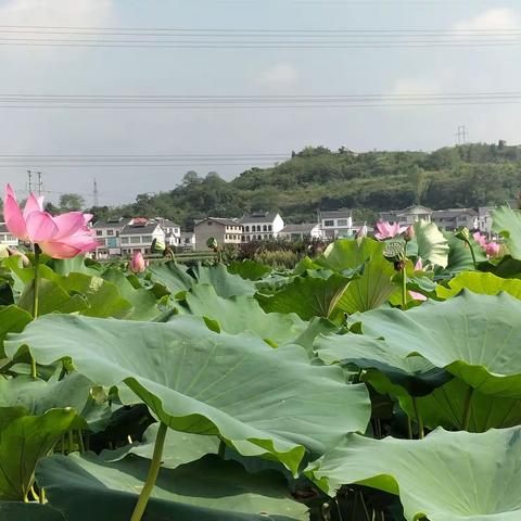 【暑假的模样】——三岔小学五4班