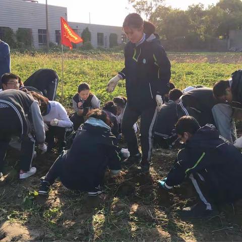 延智学农Day3下午挖红薯