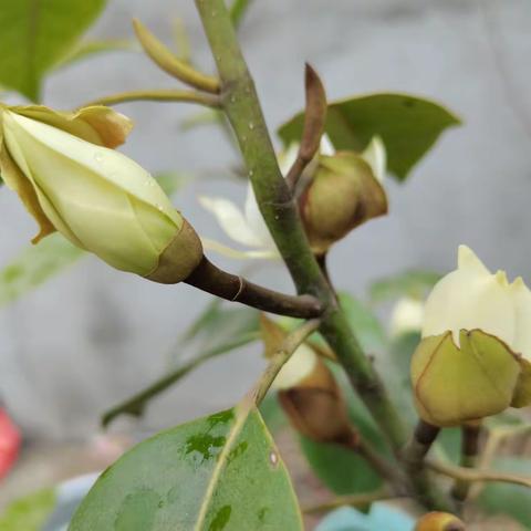 风正起，花未败，岁月几多轻狂；轻怀笑，朱唇启，时光恰留妩媚。