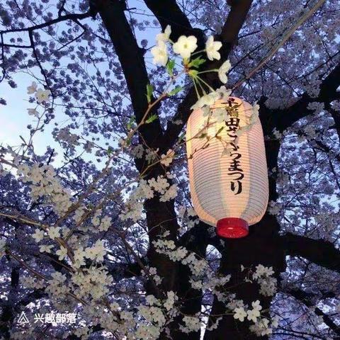 梦里花落知多少