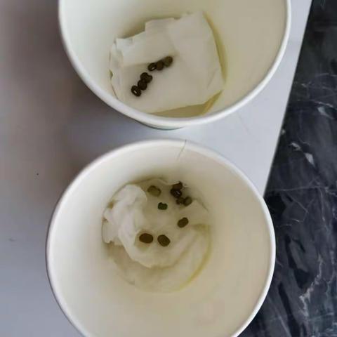 502班丁昭心【绿豆种子发芽是否需要水分】