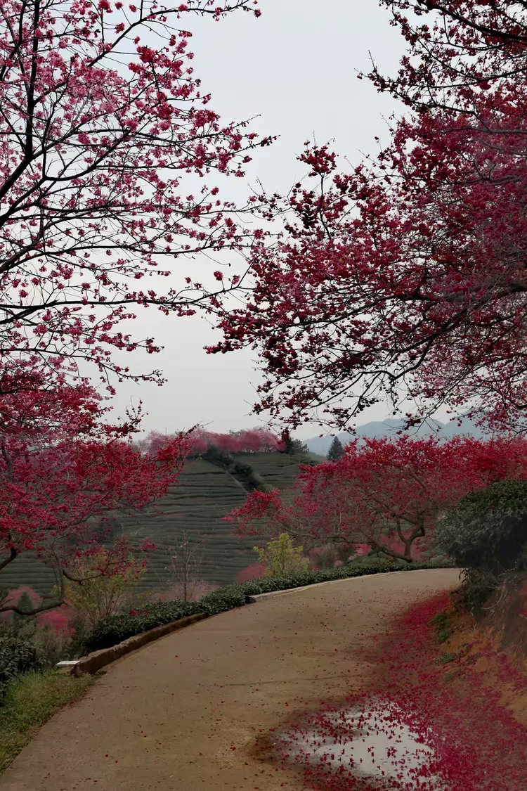 龙岩永福樱花园