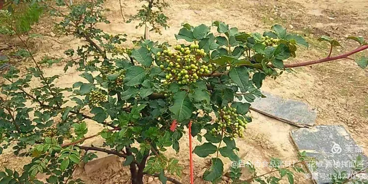 无刺花椒产量最高是什么品种的