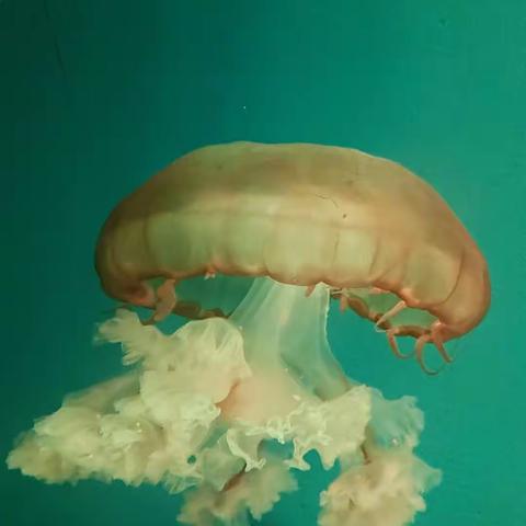 徐州欧乐堡海洋极地世界——水母