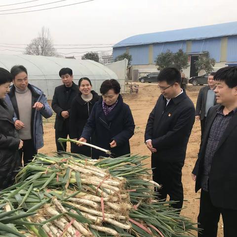 市人大常委会副主任庞震凤到樊集乡后河村调研指导党史学习教育和钢葱产业发展情况